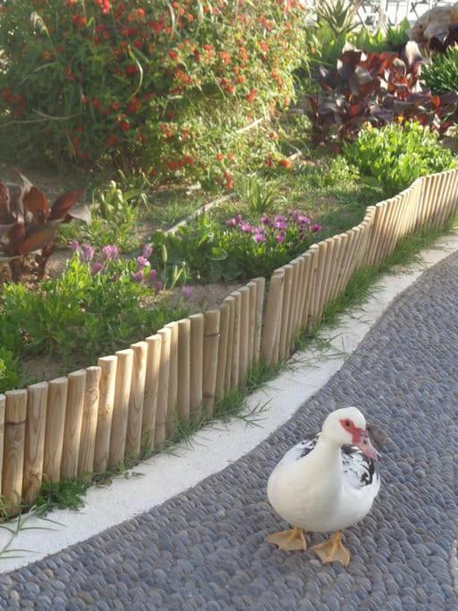 Apartment Seashell Sea View, Castle View 200metres From The *